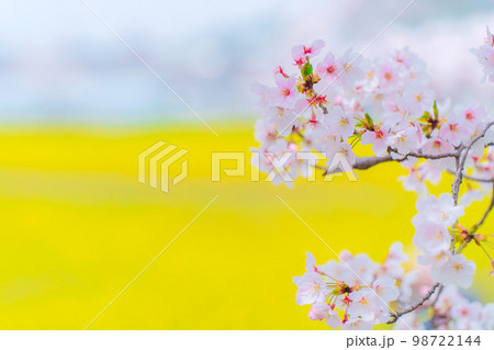 桜 98722144