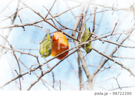 柿を食べに来たメジロ 98722200