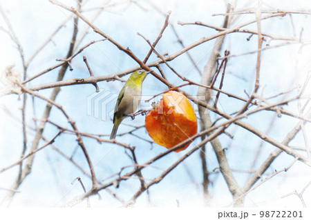 柿を食べに来たメジロ 98722201