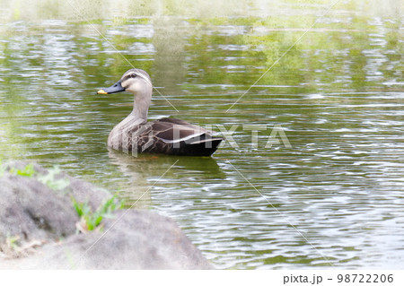 気持ちよく泳ぐカルガモ 98722206