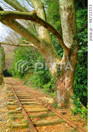 旧国鉄倉吉線廃線跡 線路を覆いかぶさる程成長した木 旧国鉄倉吉線廃線跡 線路を覆いかぶさる程成長した木 98722553