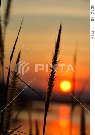 Close up flowers with sunset in the background Close up flowers with sunset in the background 98722709