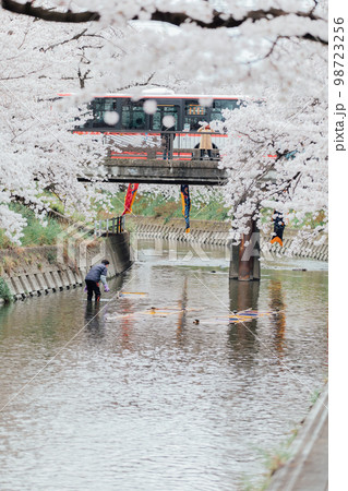 岩倉市 五条川の桜並木の風物詩 のんぼり洗い 岩倉市 五条川の桜並木の風物詩 のんぼり洗い 98723256