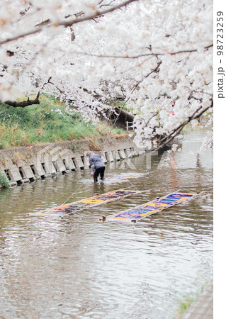 岩倉市　五条川の桜並木の風物詩　のんぼり洗い 98723259