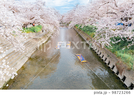 岩倉市　五条川の桜並木の風物詩　のんぼり洗い 98723266