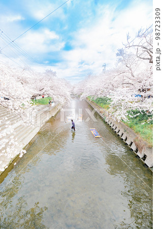 岩倉市　五条川の桜並木の風物詩　のんぼり洗い 98723309