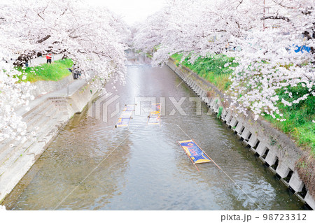岩倉市 五条川の桜並木の風物詩 のんぼり洗い 岩倉市 五条川の桜並木の風物詩 のんぼり洗い 98723312