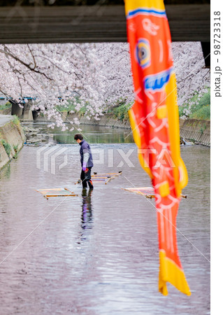岩倉市　五条川の桜並木の風物詩　のんぼり洗い 98723318