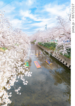 岩倉市 五条川の桜並木の風物詩 のんぼり洗い 岩倉市 五条川の桜並木の風物詩 のんぼり洗い 98723327