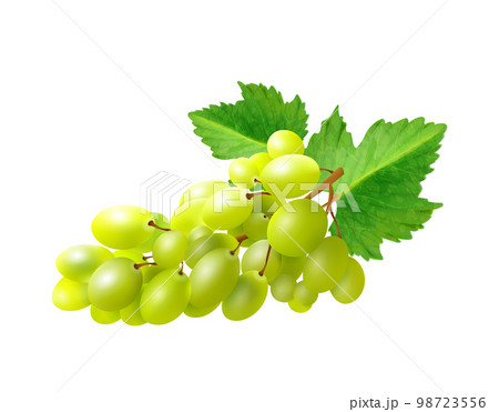 Realistic Grapes Illustration Realistic Grapes Illustration 98723556