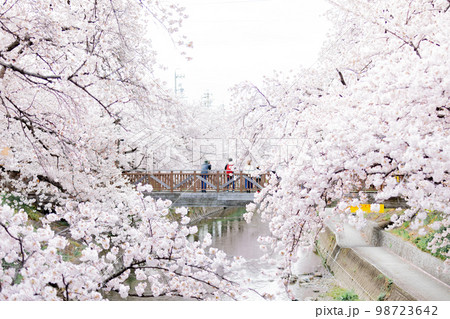 岩倉市　五条川の桜並木 98723642