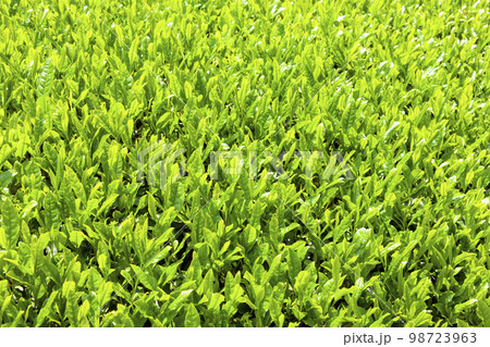 茶畑 茶畑 98723963