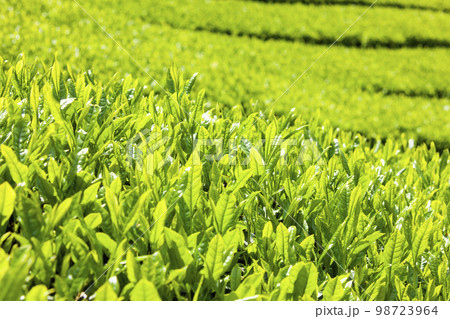 茶畑 茶畑 98723964