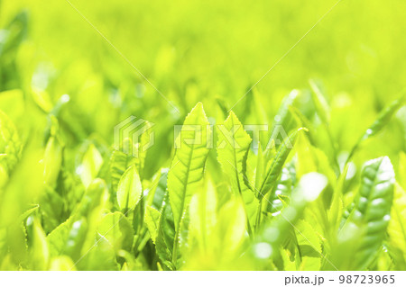 茶畑 茶畑 98723965