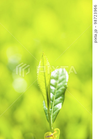 茶畑 茶畑 98723966