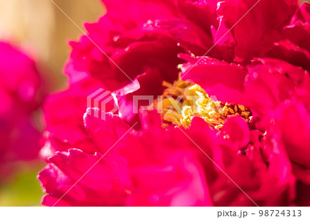 牡丹・花びら イメージ 98724313