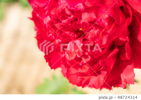 牡丹・花びら イメージ 98724314