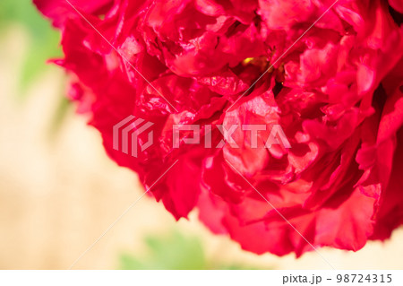 牡丹・花びら イメージ 98724315