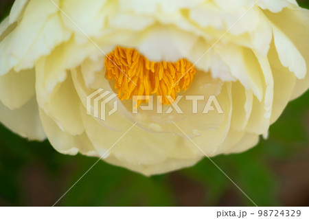 牡丹・花びら イメージ 牡丹・花びら イメージ 98724329