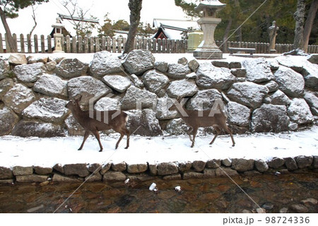 冬の鹿2 98724336
