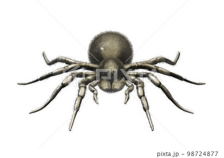3d rendered of Spider Tarantula. Largest spider in terms of leg-span is the giant huntsman spider 3d rendered of Spider Tarantula. Largest spider in terms of leg-span is the giant huntsman spider 98724877
