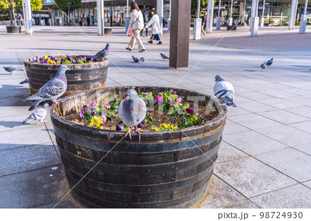 日本の横浜都市景観 地下鉄　センター南駅前のハト。突然、群れが飛来… 98724930