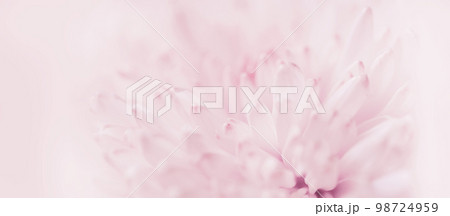 abstract floral background in banner format with blur chrysanthemum petals close up 98724959