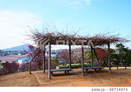 藤棚と梅花と皿倉山 98724974