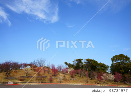 夜宮梅林と青い空 98724977