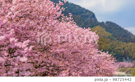 【静岡県】河津川沿いの春風景・満開の河津桜・3月 98725442