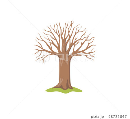 Tree without leaves. Natural plant with lush branches Tree without leaves. Natural plant with lush branches 98725847