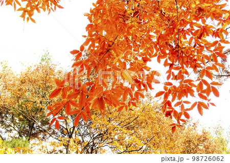 紅葉 葉 秋 98726062