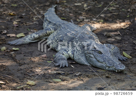 The thai crocodile rest on the garden 98726659