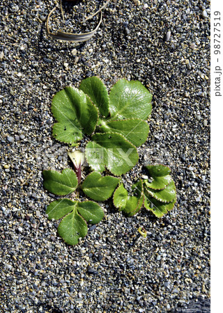 ハマボウフウの葉 98727519