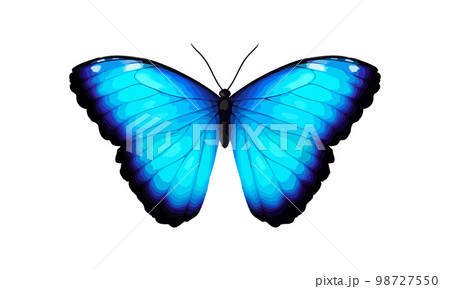 Blue tropical vector butterfly. Giant Morpho didius. Realistic vibrant detailed illustration. Isolated on white. Morpho Menelaus Terrestris, South American butterfly. 98727550