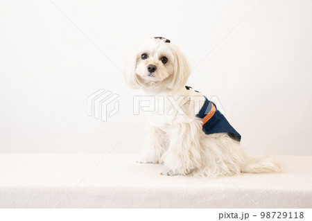白バックとお座りしたマルプー 98729118