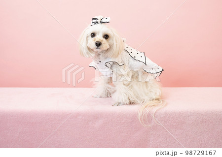 ピンクバックとお座りしたマルプー ピンクバックとお座りしたマルプー 98729167