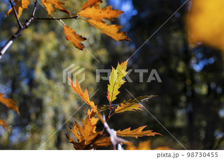 Orange dry oak foliage in the autumn season Orange dry oak foliage in the autumn season 98730455