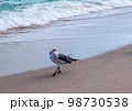 海辺を歩くかもめ 98730538