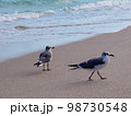 海辺を歩く二羽のかもめ 98730548