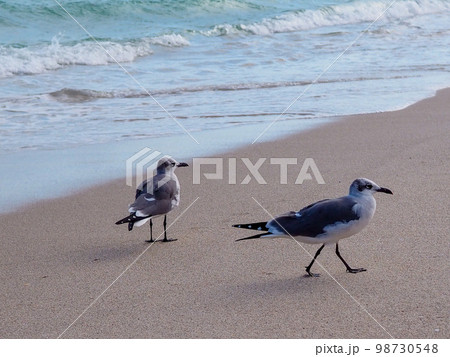 海辺を歩く二羽のかもめ 98730548