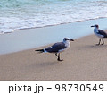 海辺を歩く二羽のかもめ 98730549