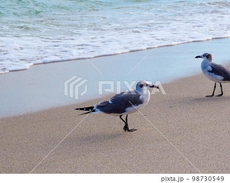 海辺を歩く二羽のかもめ 98730549