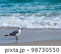 海辺を歩くかもめ 98730550