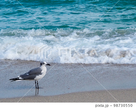 海辺を歩くかもめ 98730550