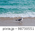 海辺を歩くかもめ 98730551