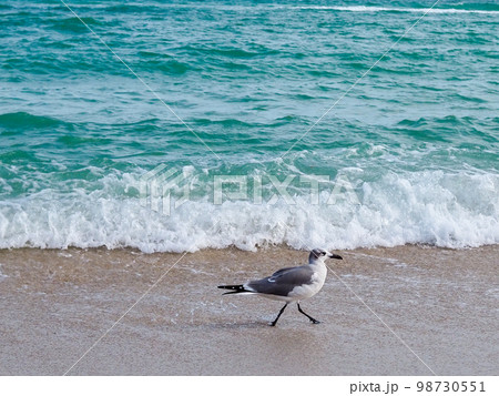 海辺を歩くかもめ 海辺を歩くかもめ 98730551