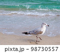 海辺を歩くかもめ 98730557