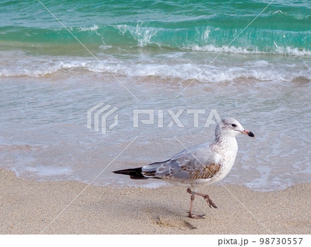 海辺を歩くかもめ 海辺を歩くかもめ 98730557