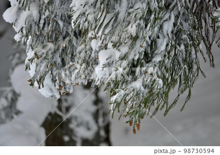真冬の絶景 積雪の杉 真冬の絶景 積雪の杉 98730594